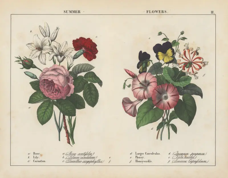 Sommerblumen von Charlotte Mary Yonge