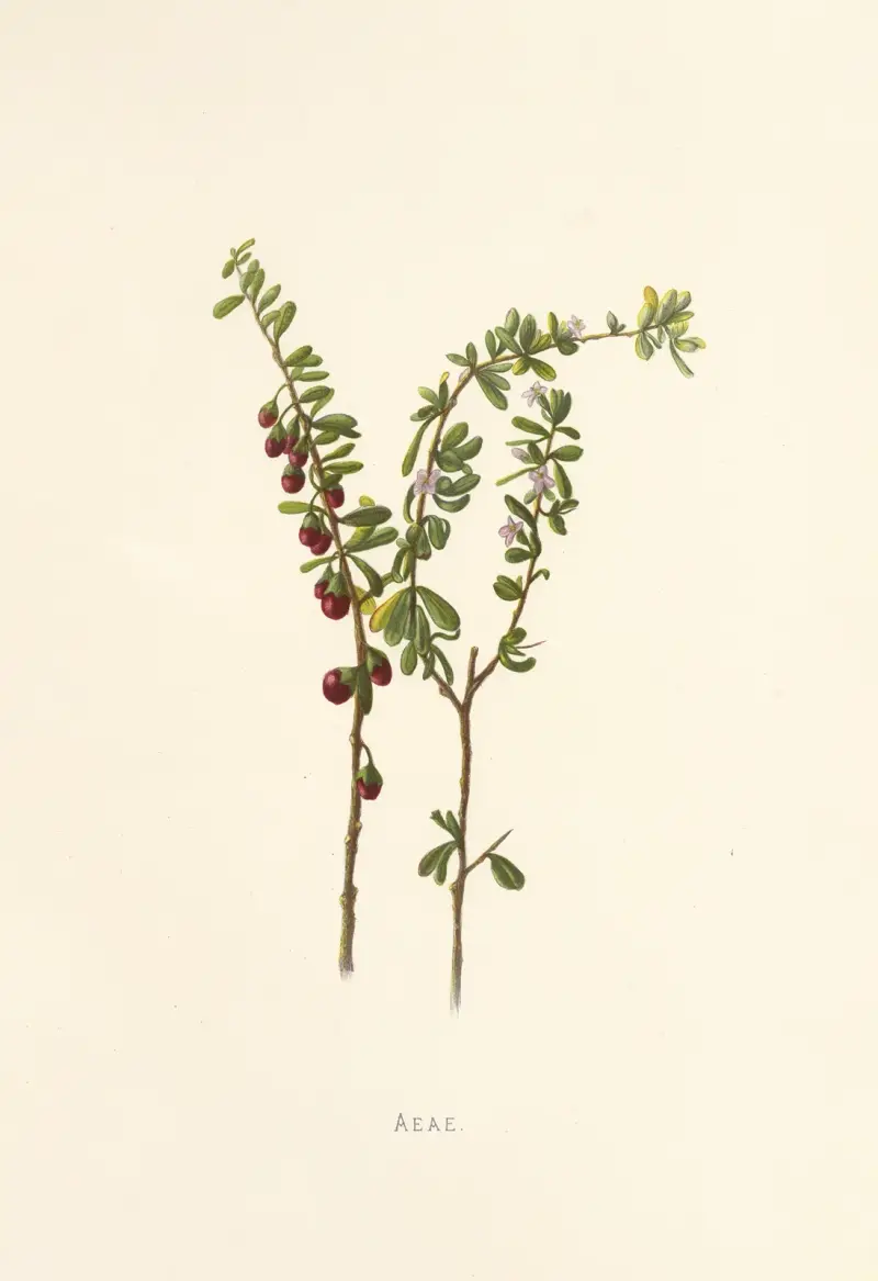 Aeae von Isabella McHutcheson Sinclair