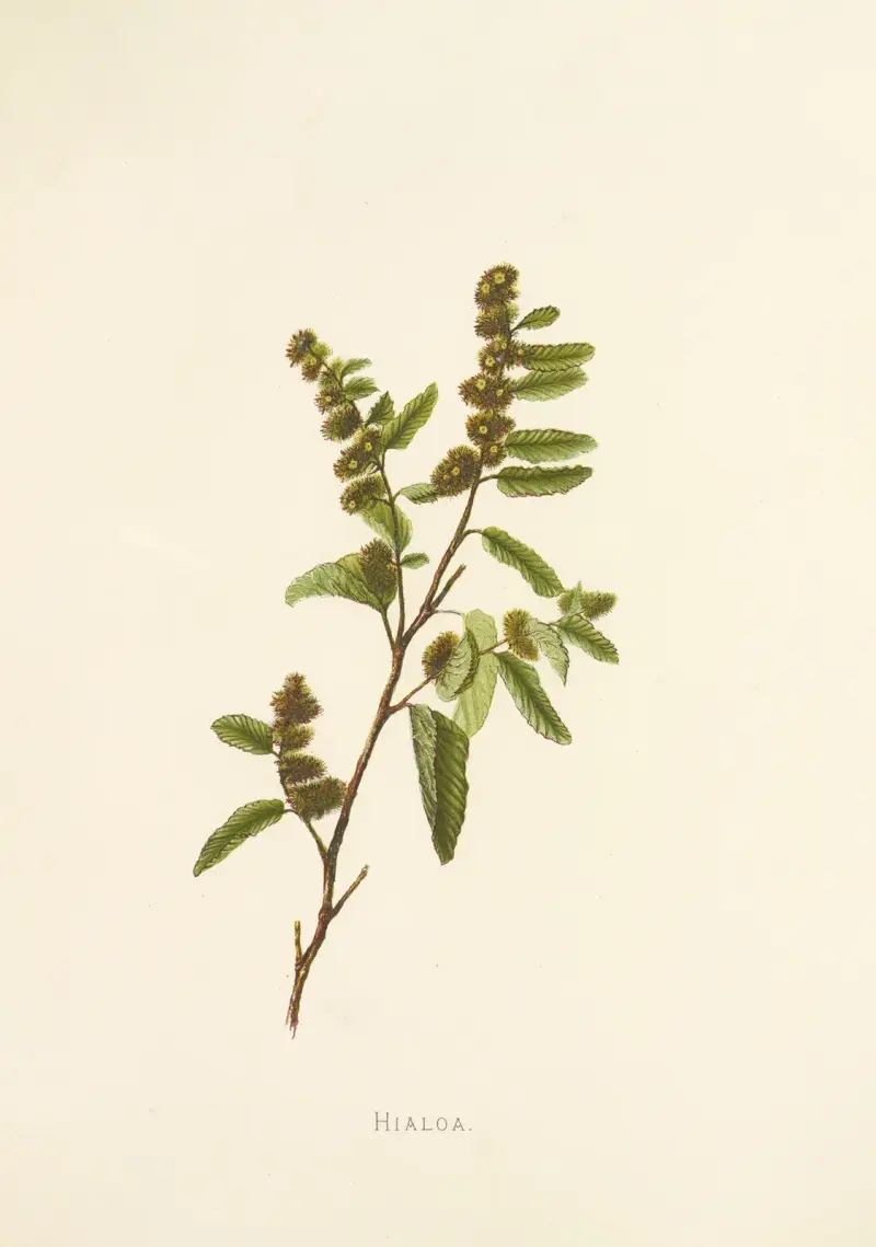 Hialoa av Isabella McHutcheson Sinclair