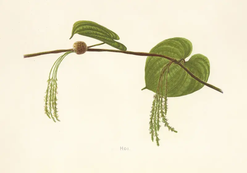 Hoi von Isabella McHutcheson Sinclair