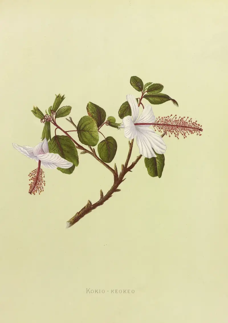 Kokio-Keokeo von Isabella McHutcheson Sinclair