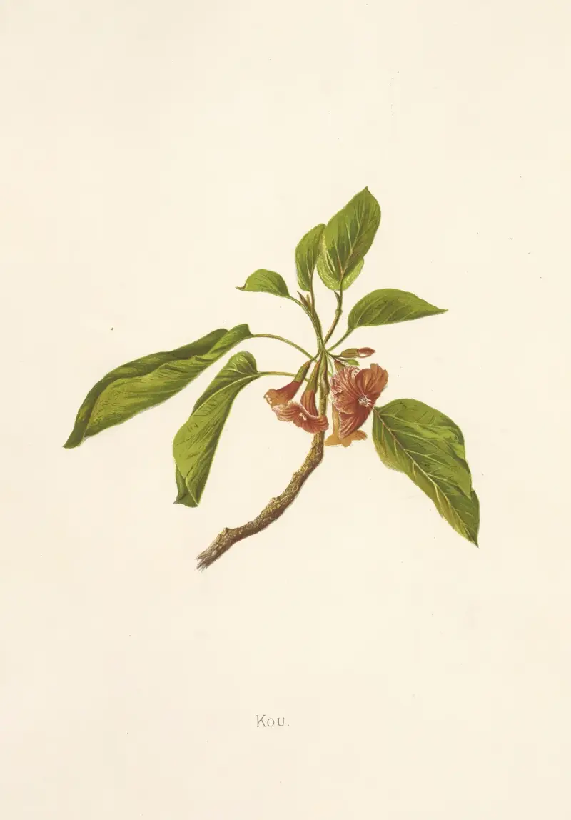Kou, Isabella McHutcheson Sinclair