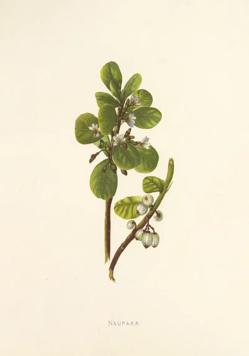 Naupaka von Isabella McHutcheson Sinclair