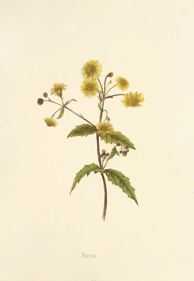 Nehe, Isabella McHutcheson Sinclair
