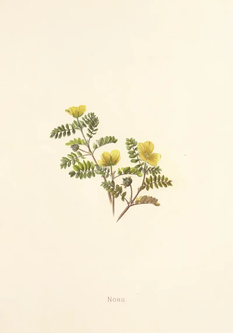 Nohu av Isabella McHutcheson Sinclair