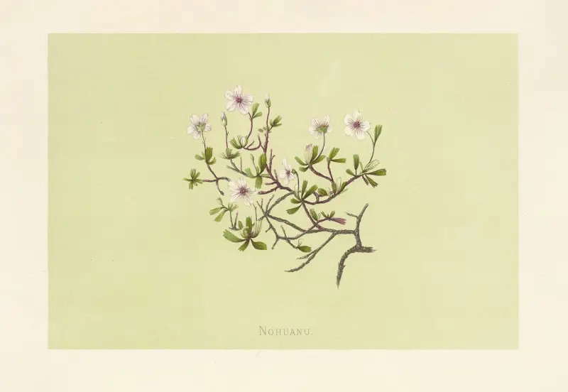 Nohuanu av Isabella McHutcheson Sinclair