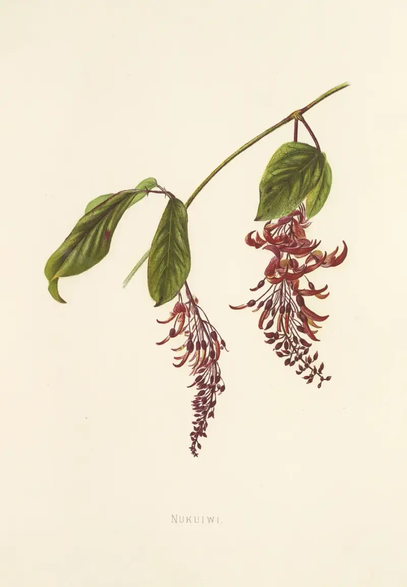 Nukuiwi av Isabella McHutcheson Sinclair