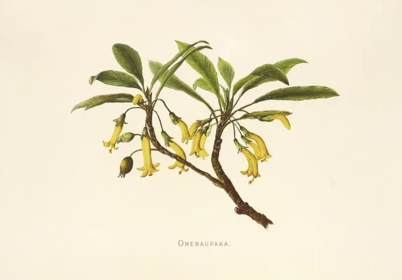 Ohenaupaka von Isabella McHutcheson Sinclair