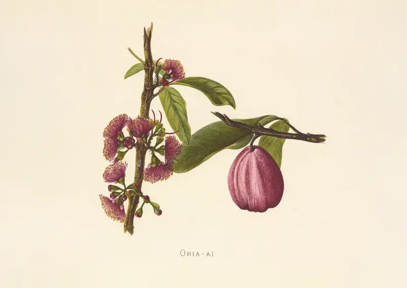 Ohia-Ai von Isabella McHutcheson Sinclair