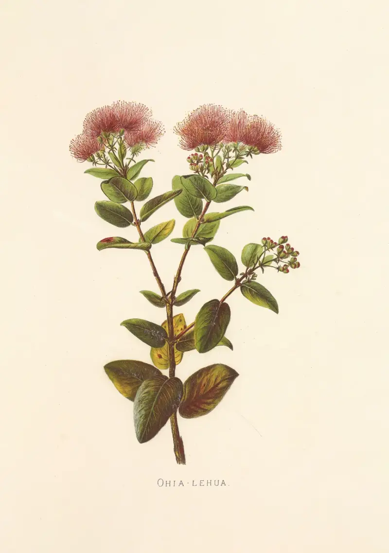 Ohia-Lehua av Isabella McHutcheson Sinclair