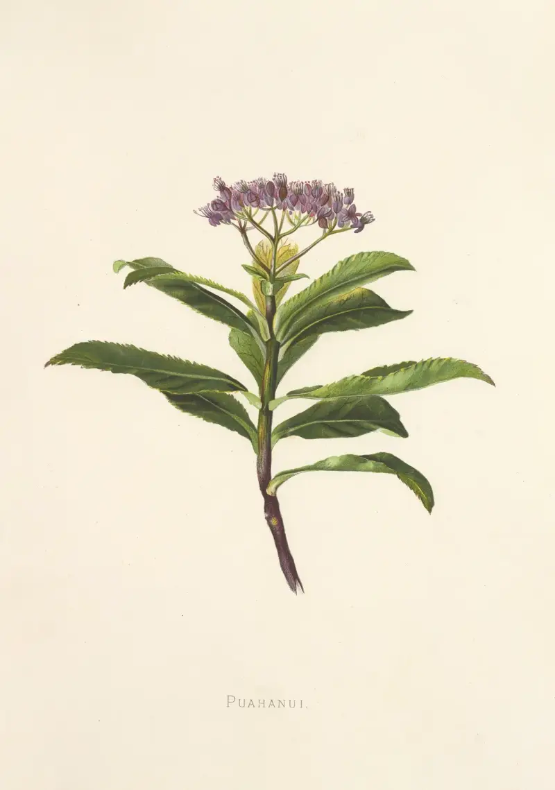 Poahanui von Isabella McHutcheson Sinclair