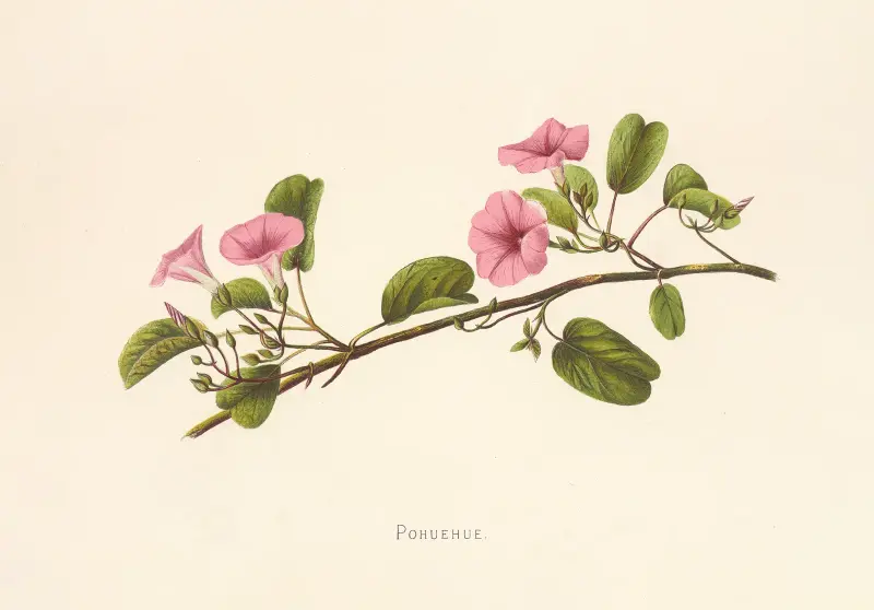 Pohuehue von Isabella McHutcheson Sinclair