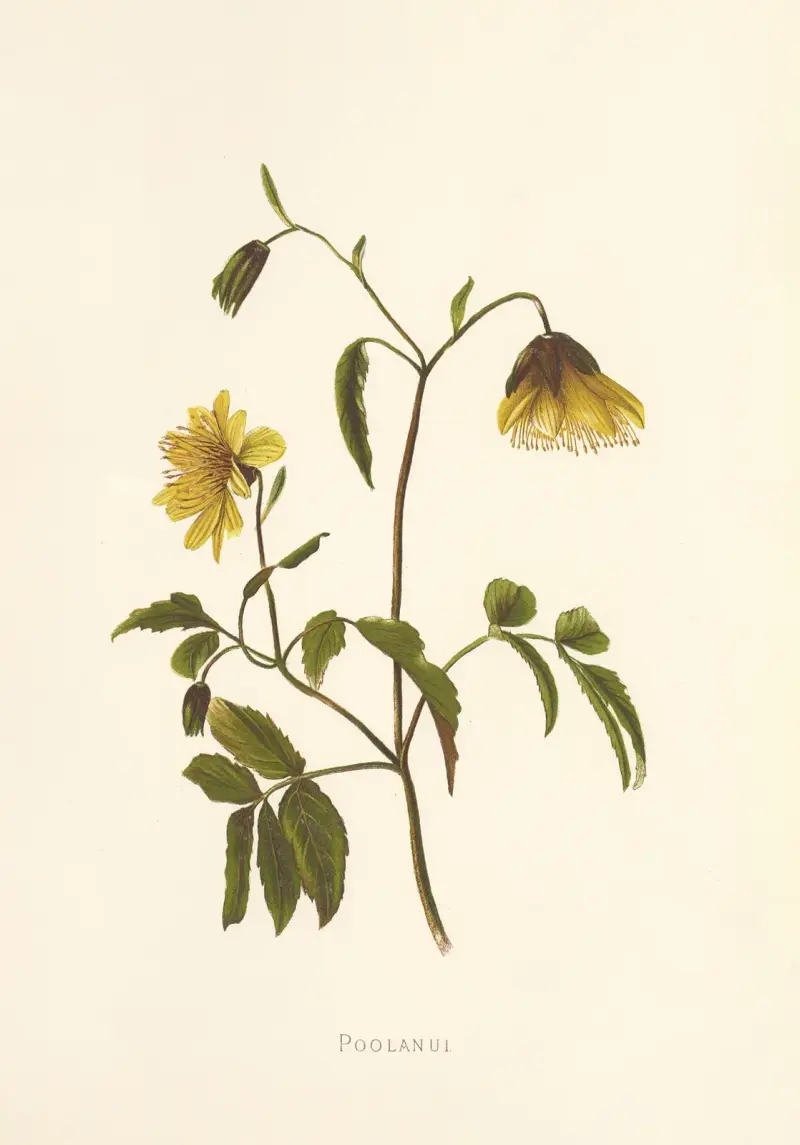 Poolanui av Isabella McHutcheson Sinclair