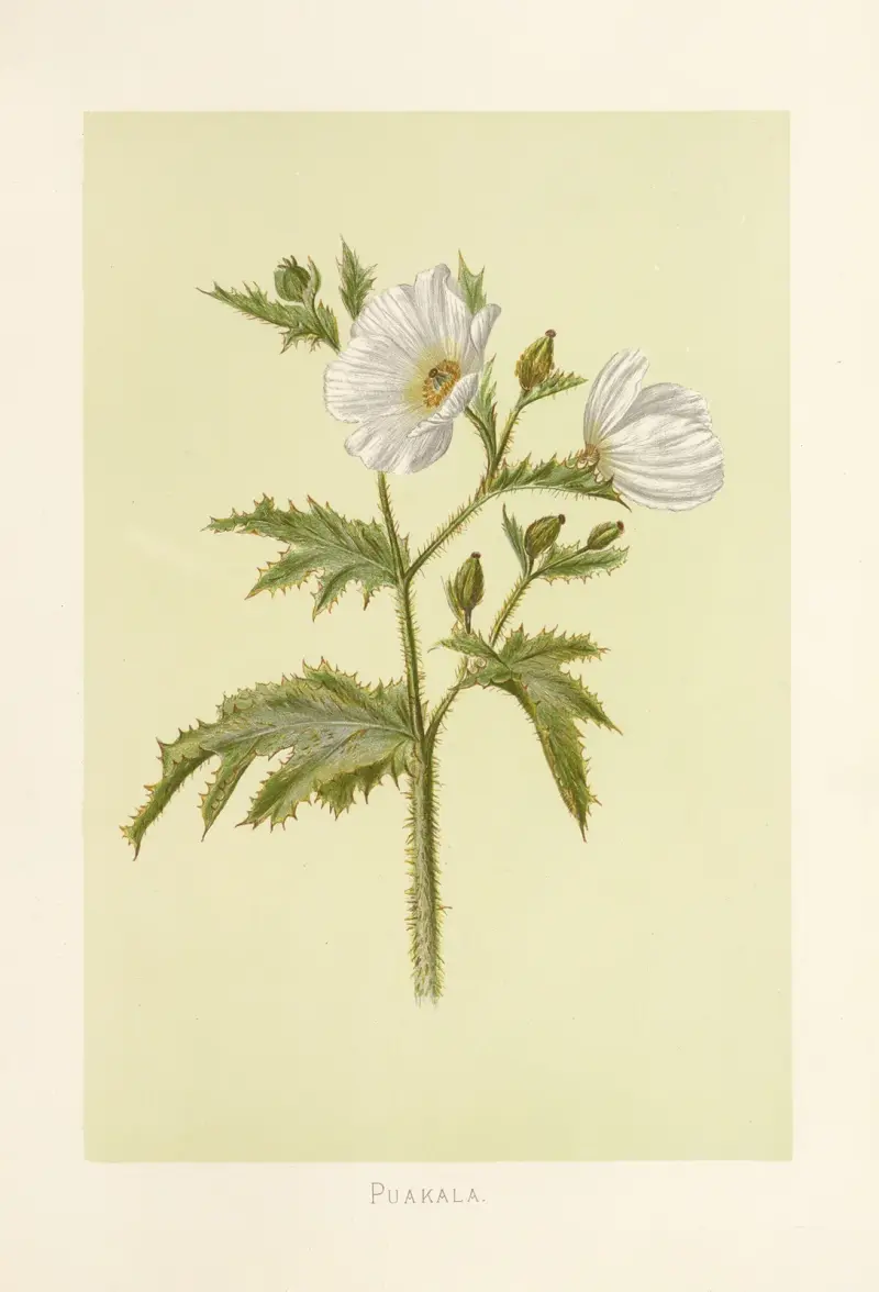 Puakala av Isabella McHutcheson Sinclair