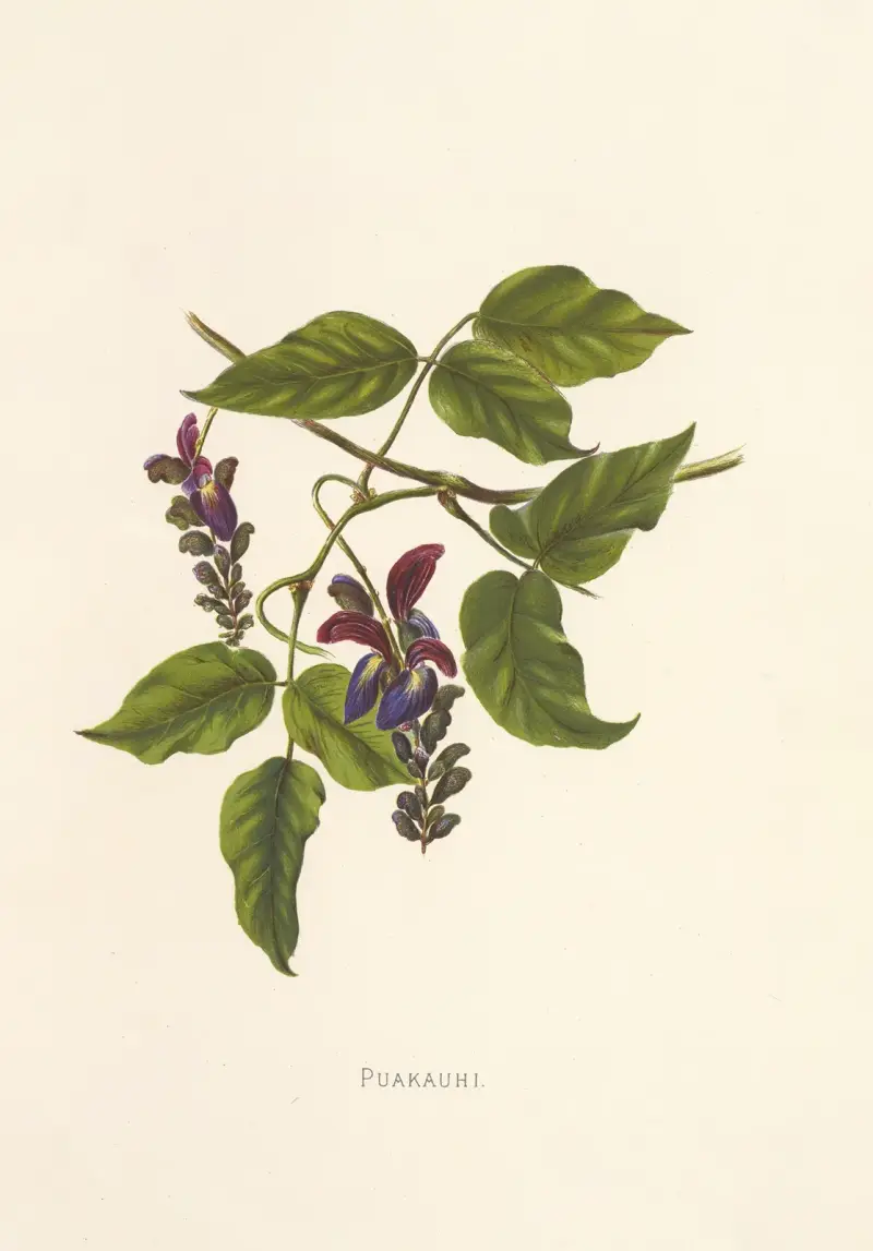 Puakauhi von Isabella McHutcheson Sinclair