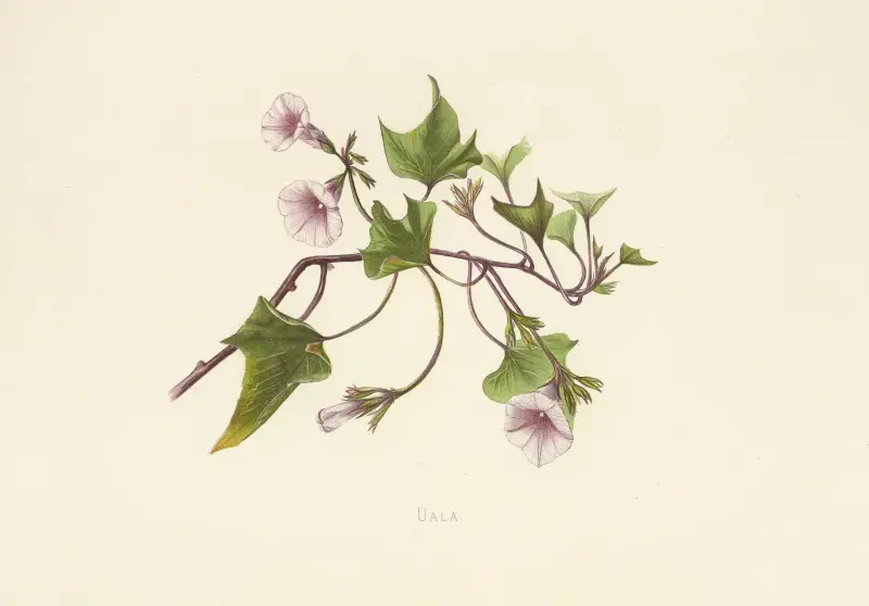 Uala von Isabella McHutcheson Sinclair