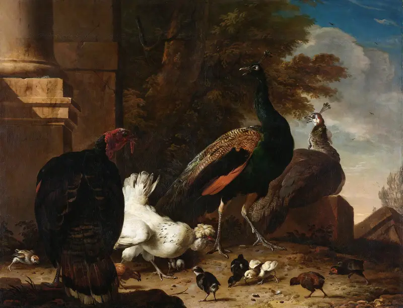 En höna med påfåglar och en kalkon av Melchior d'Hondecoeter