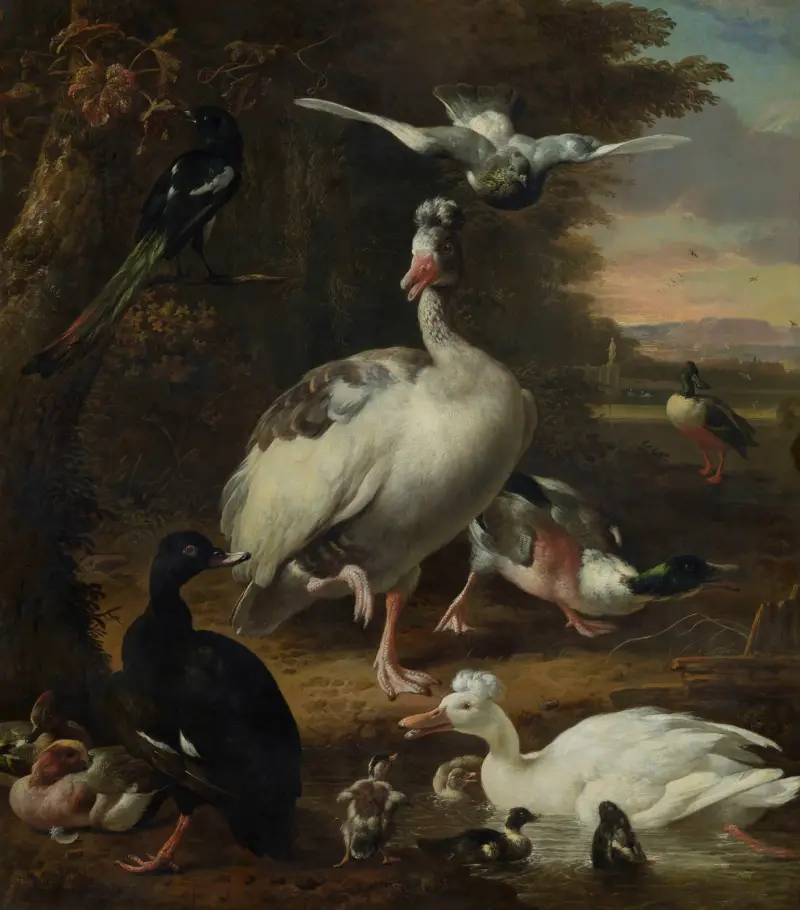 Vögel von Melchior d'Hondecoeter