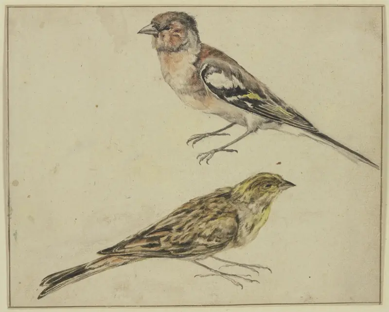 Stehlík a konopka, Melchior d'Hondecoeter