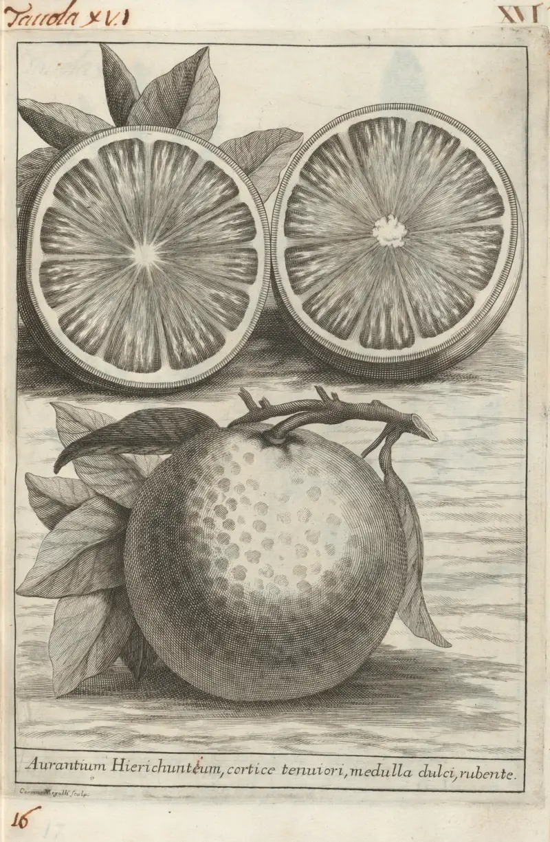 Catalogus plantarum horti Pisani, plansch 16 av Michelangelo Tilli