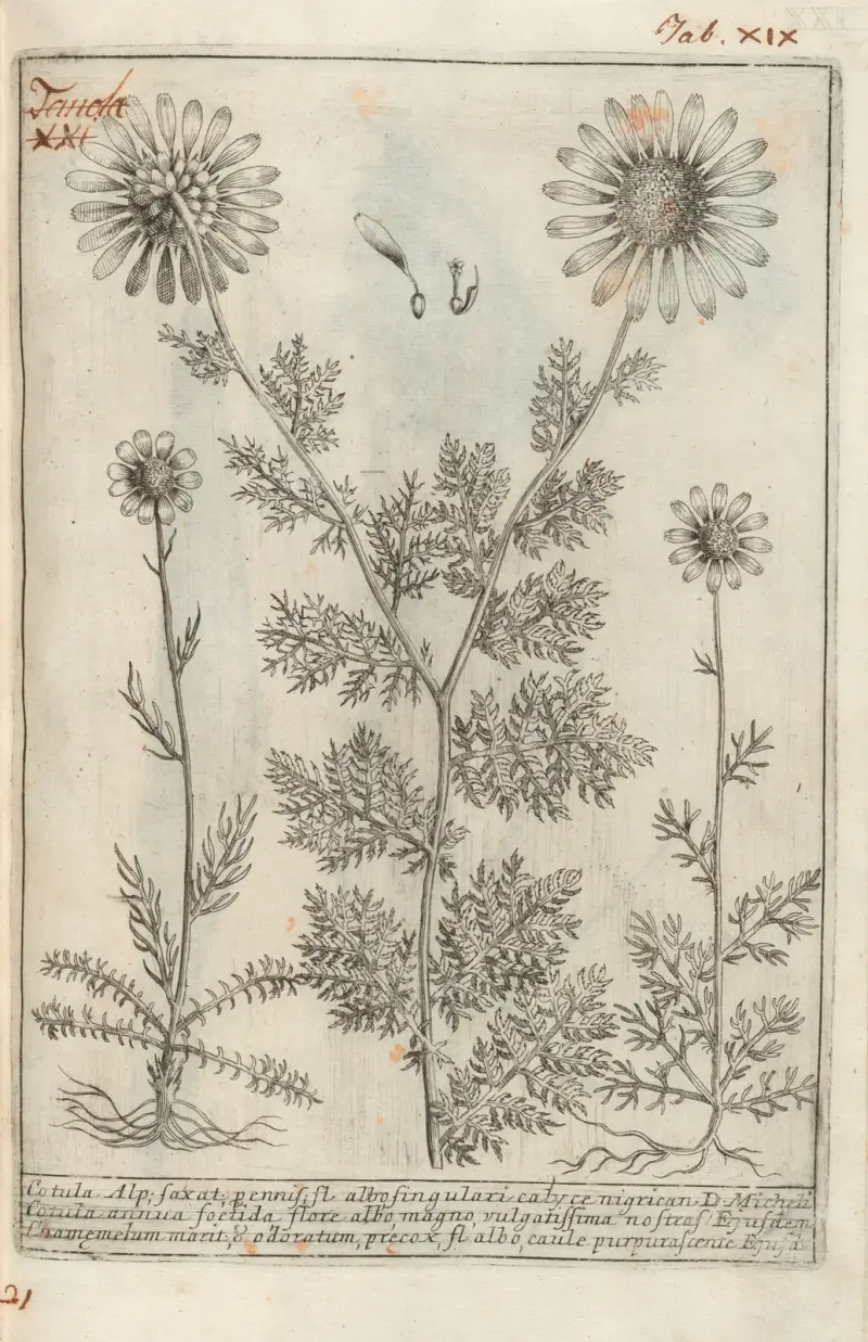 Catalogus plantarum horti Pisani, Tafel 21 von Michelangelo Tilli