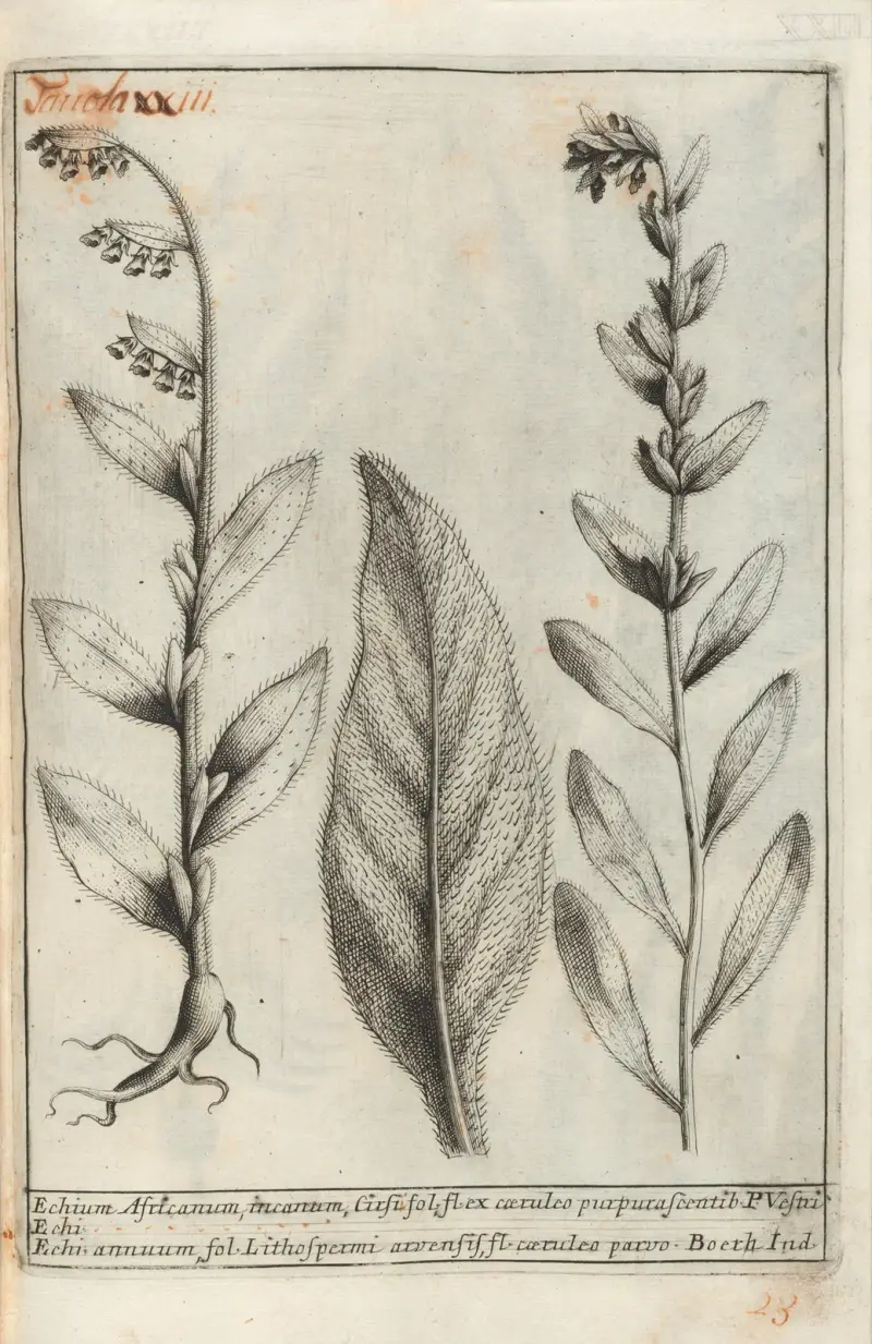 Catalogus plantarum horti Pisani, Tafel 23 von Michelangelo Tilli