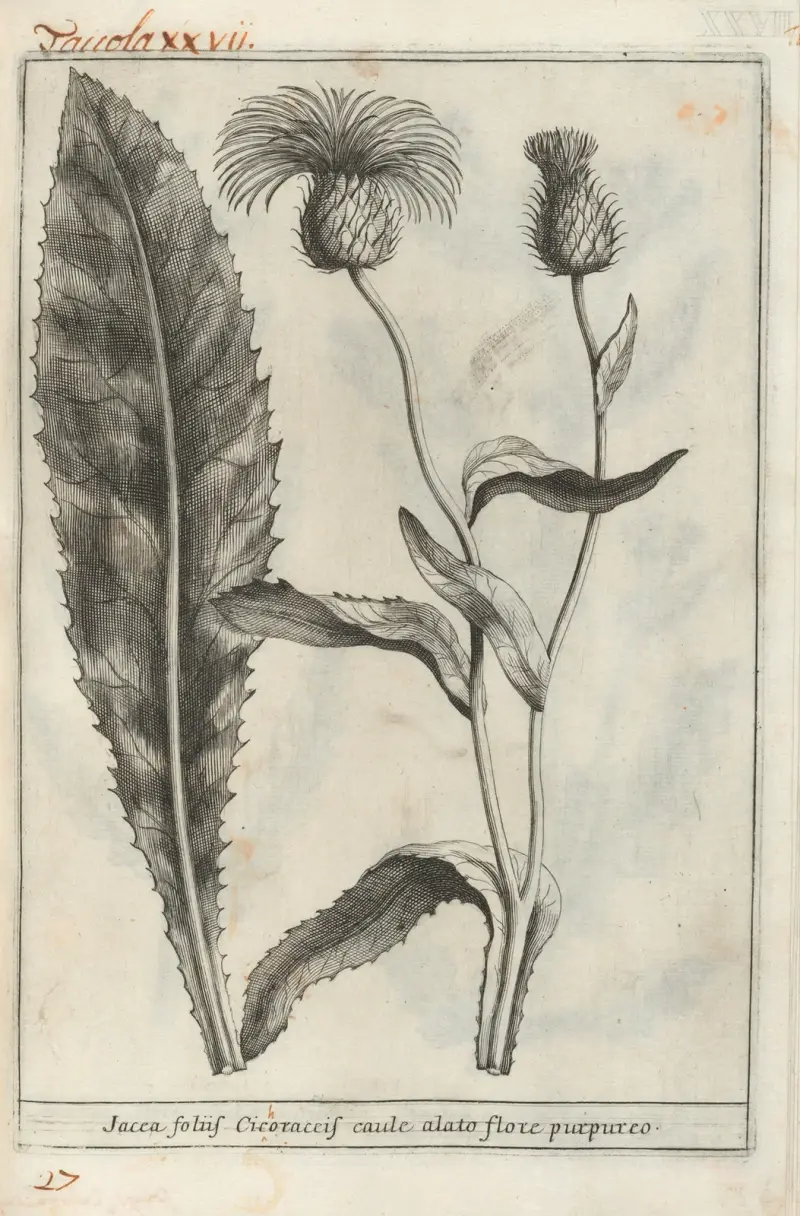 Catalogus plantarum horti Pisani, Tafel 27 von Michelangelo Tilli