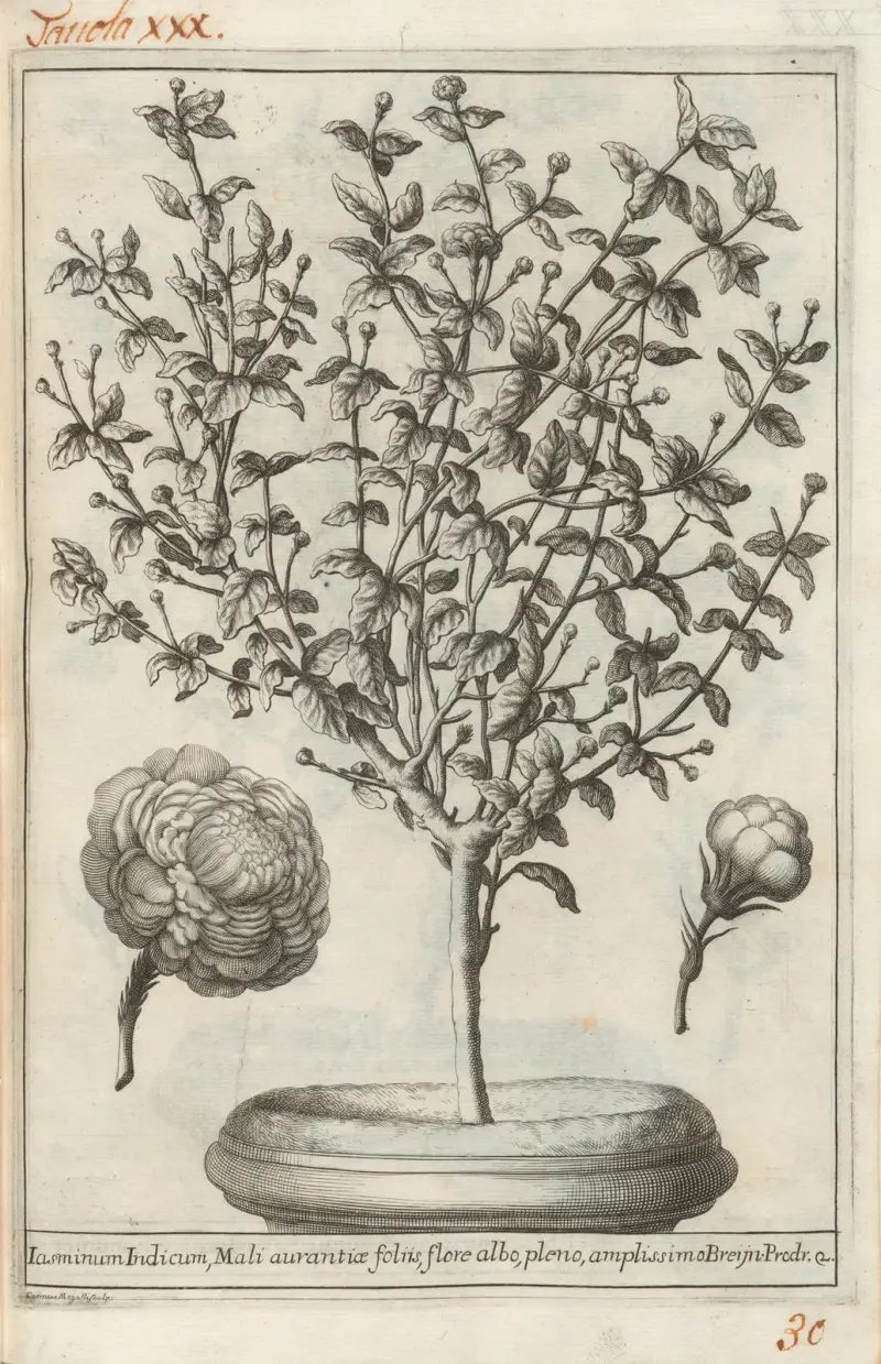 Catalogus plantarum horti Pisani, Tafel 30 von Michelangelo Tilli