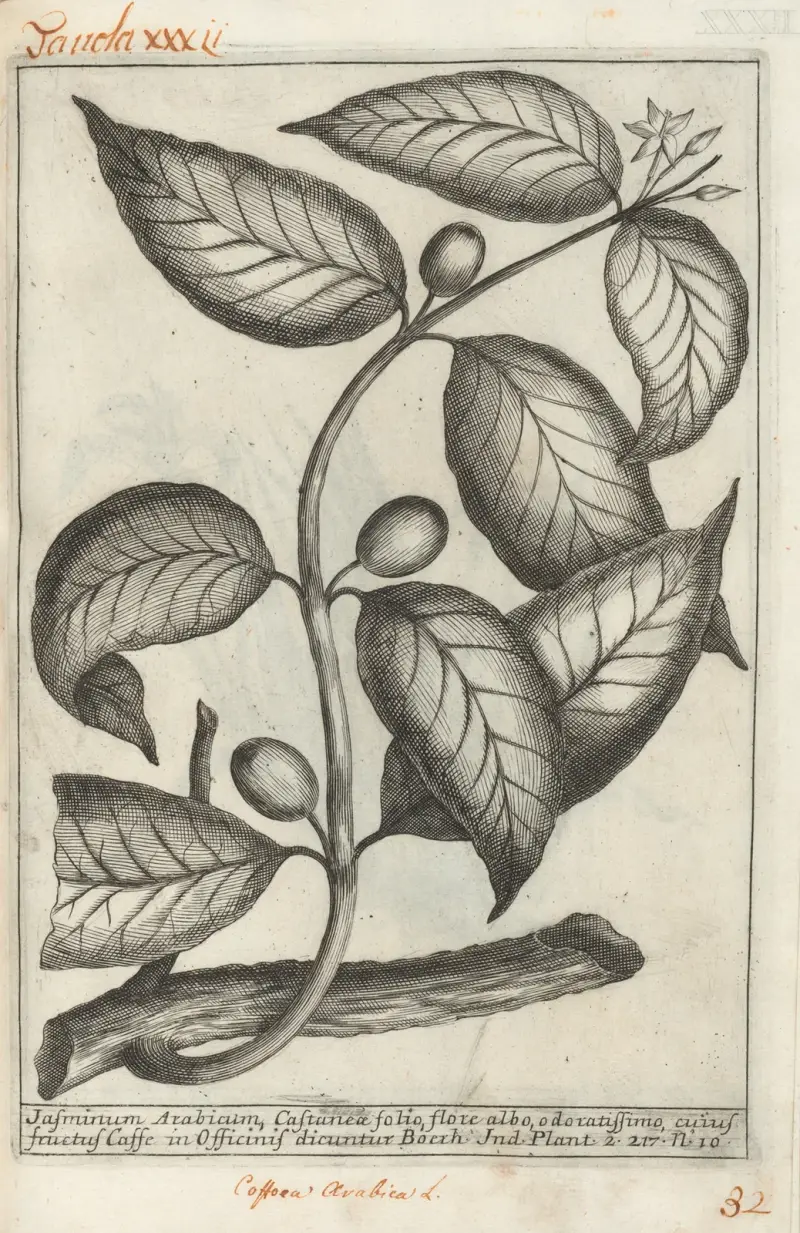 Catalogus plantarum horti Pisani, Tafel 32 von Michelangelo Tilli
