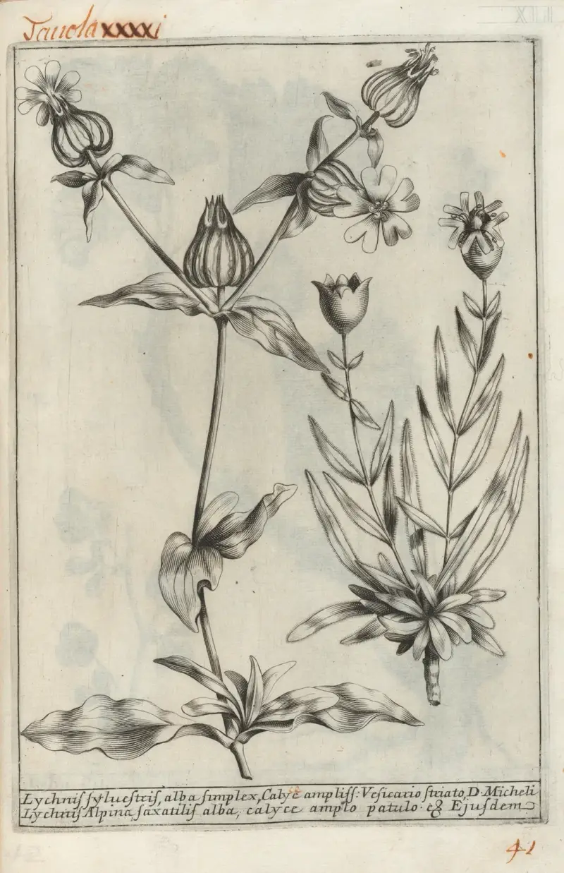 Catalogus plantarum horti Pisani, Tafel 41 von Michelangelo Tilli