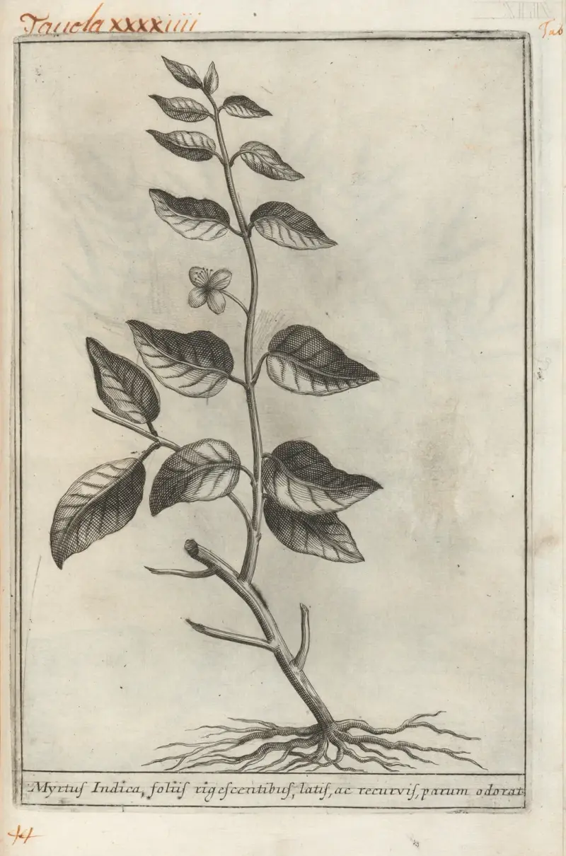 Catalogus plantarum horti Pisani, Tafel 44 von Michelangelo Tilli
