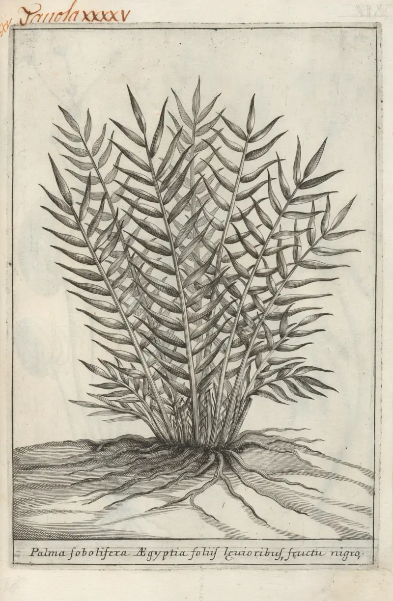 Catalogus plantarum horti Pisani, Tafel 45 von Michelangelo Tilli