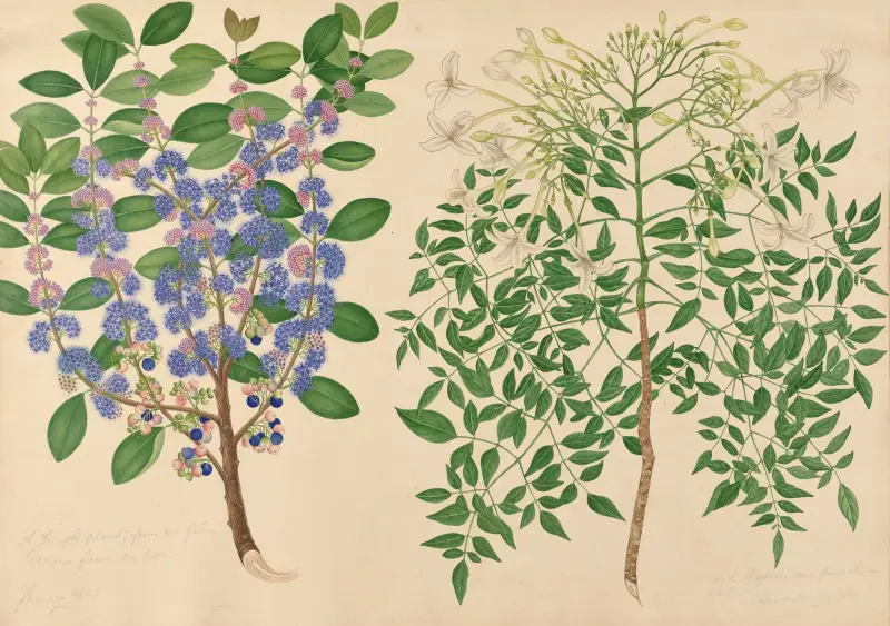 En djungelväxt från vår trädgård, korkblomma av Miss Gough