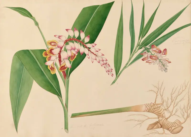 A. Några kallar den Cardanum. B. Chitaratay av Miss Gough
