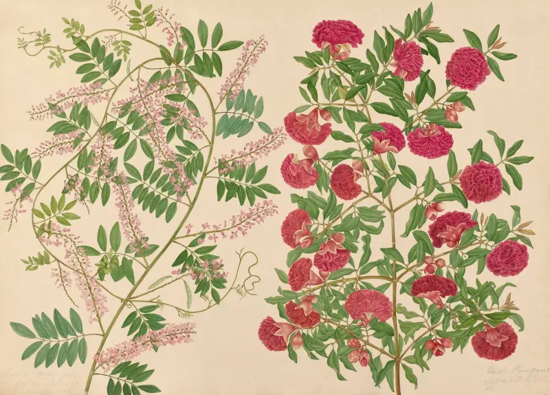 En ståtlig klängväxt från vår trädgård, granatäppelshanblomma av Miss Gough