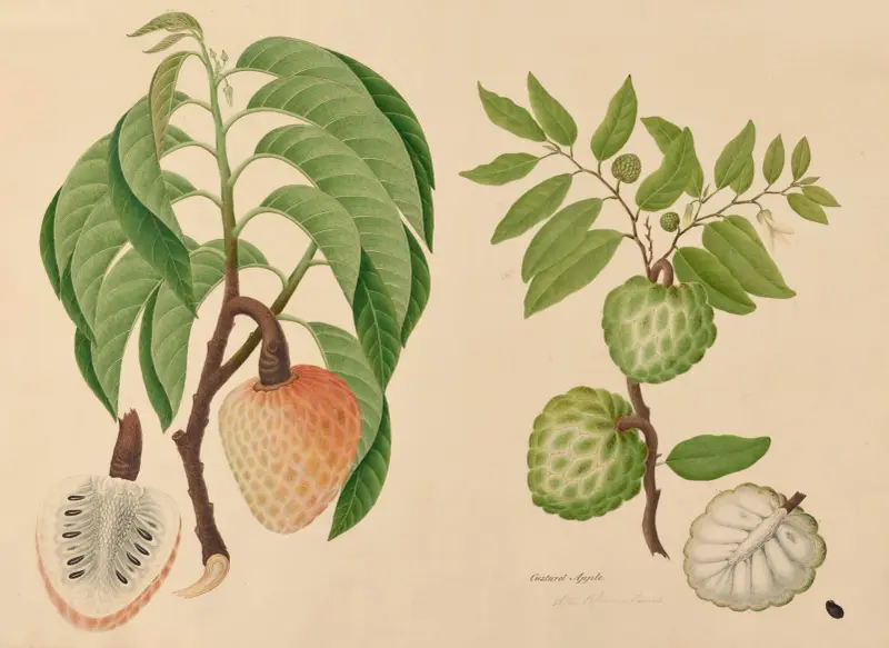 Annona, tjurhjärta. Kirimoja av Miss Gough
