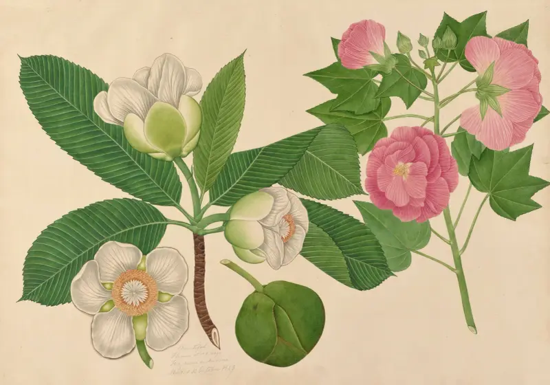 Vackra blommor, namn okänt, Dunble Pass-ros av Miss Gough