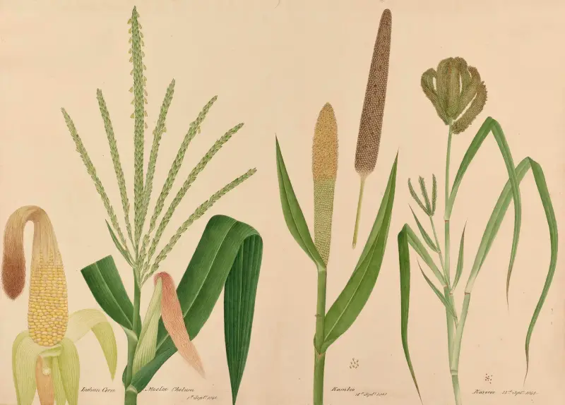 Indian Corn. Mootoo Cholum, Kamboo, Kaveroo von Miss Gough