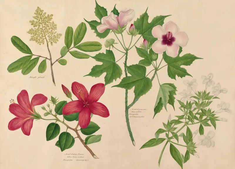 Djungelväxt. En sorts hibiskus, en sorts kaprifol av Miss Gough