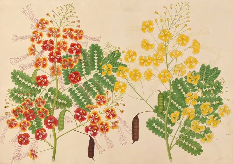 Bez nápisu, 1840 – Nr. 2, Miss Gough