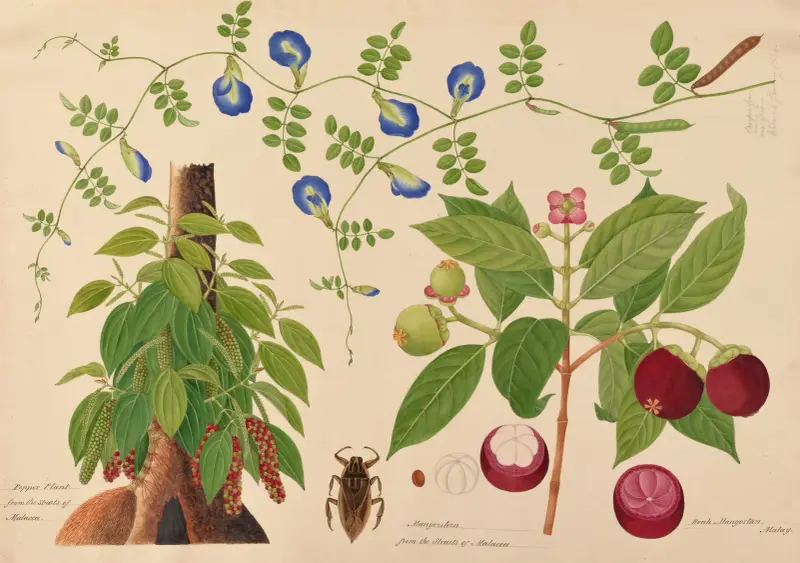 Pepparplanta. Mangostan. Boah Mangostan, malajisk klätterväxt av Miss Gough