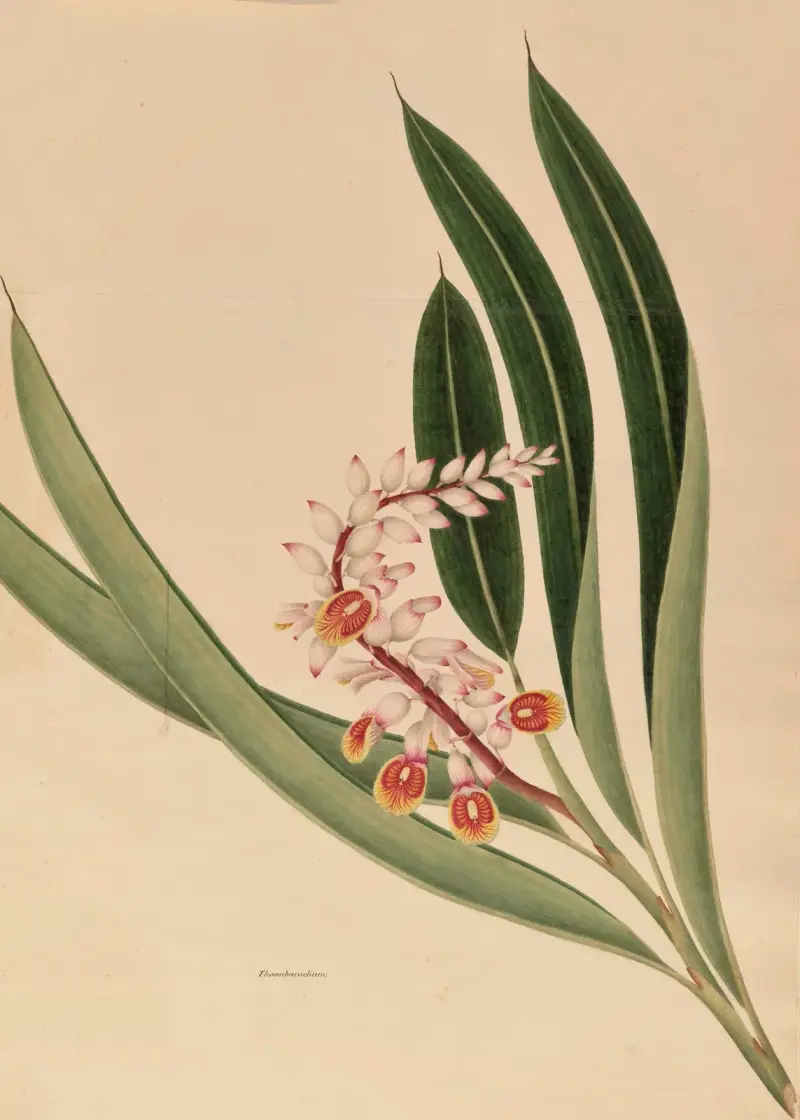Thoombarachum, Miss Gough