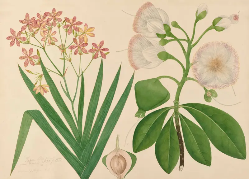 Unbekannte schöne Blume aus unserem Garten von Miss Gough