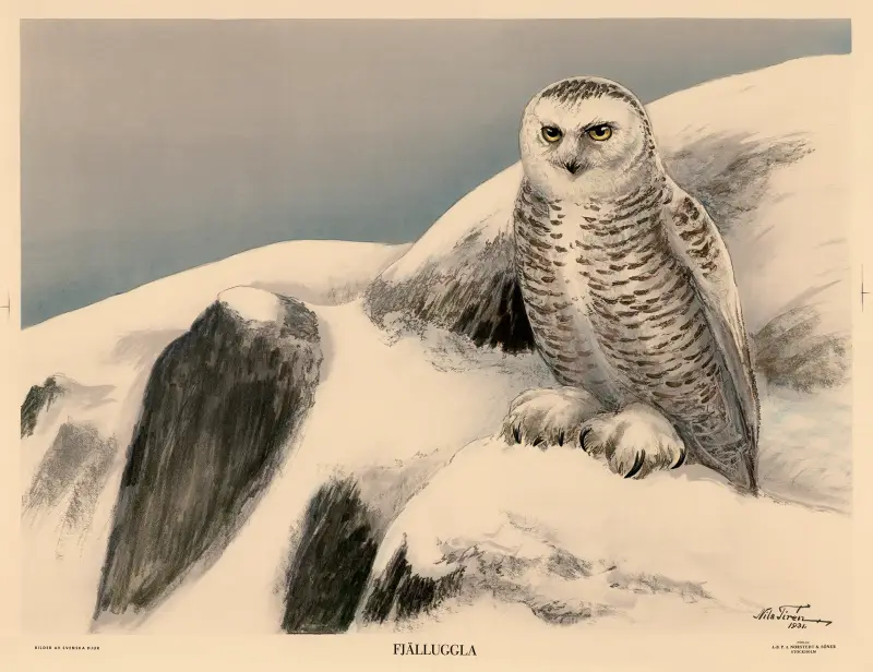 Puchacz, 1931 – nr 2, Nils Tirén