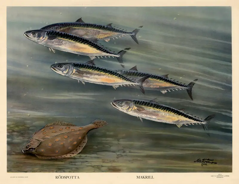 Rödspotta. Makrill. av Nils Tirén