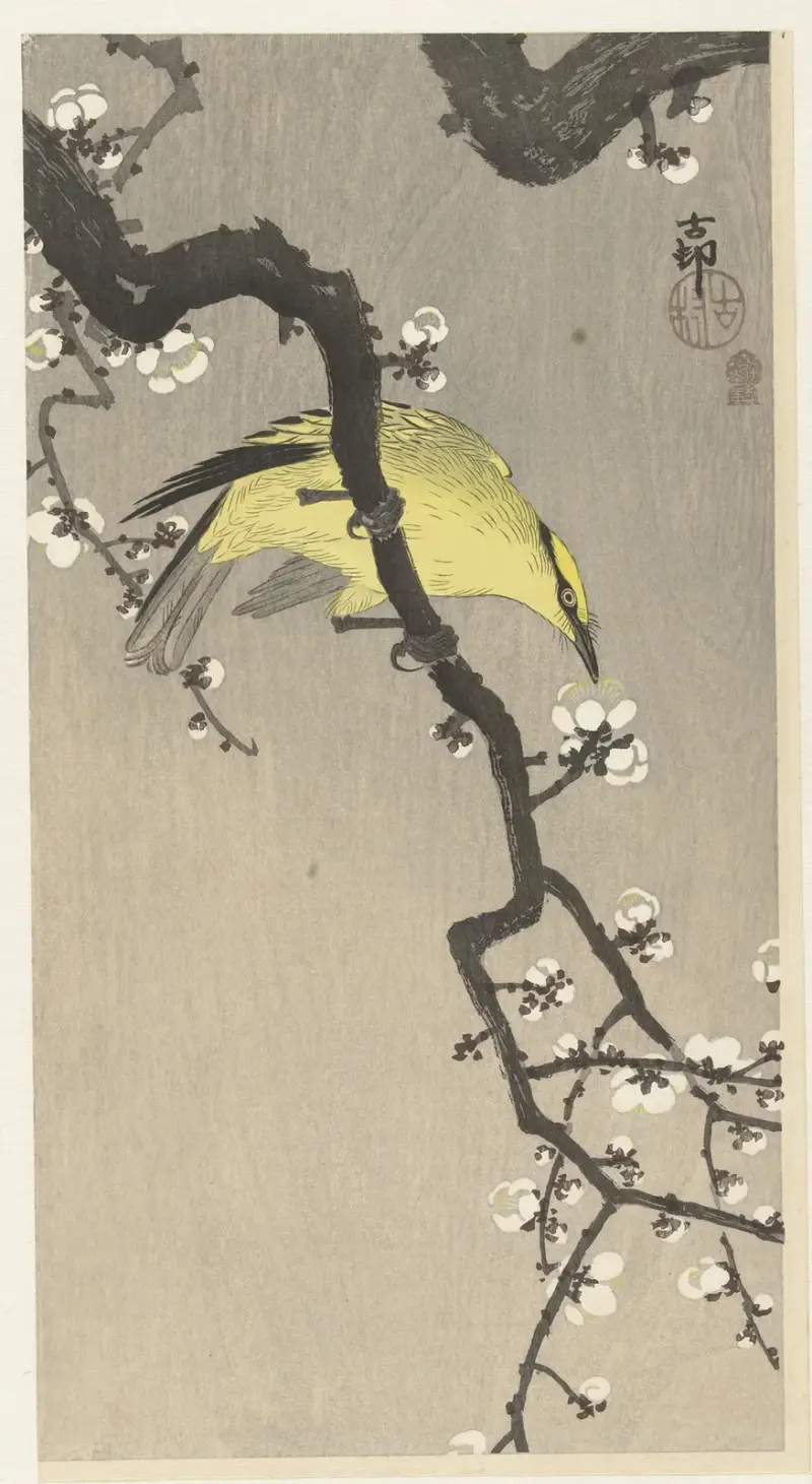 Gyllene oriol på plommonkvist av Ohara Koson