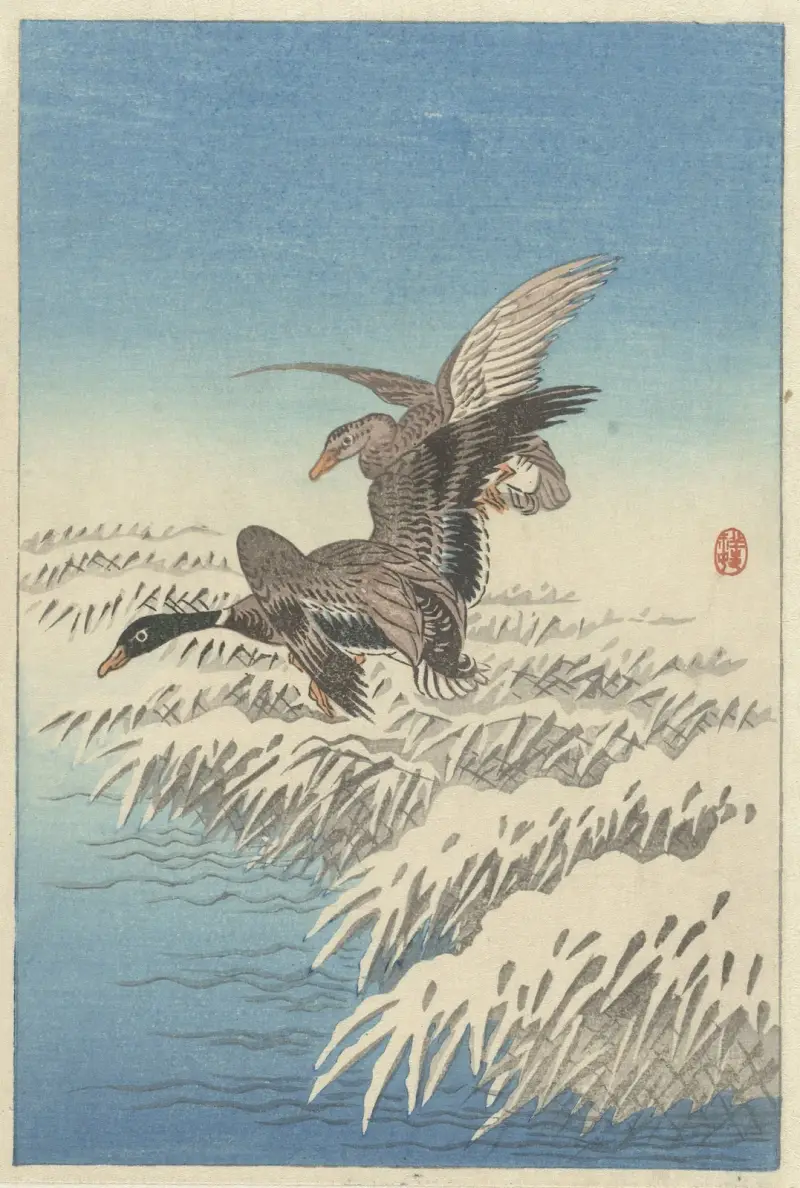 Flock av änder som flyger över snötäckt vass av Ohara Koson