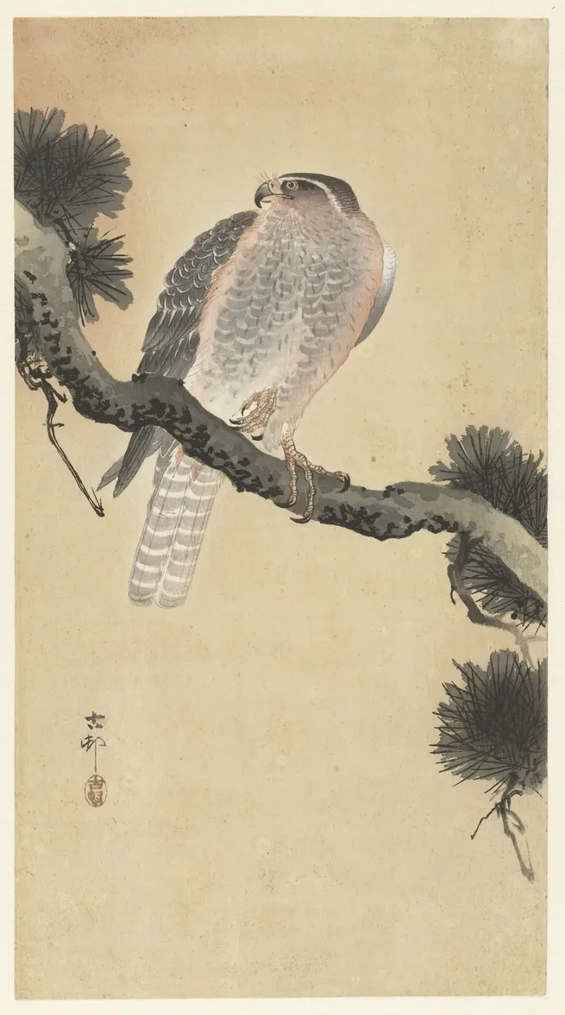 Falke auf Kiefernzweig von Ohara Koson