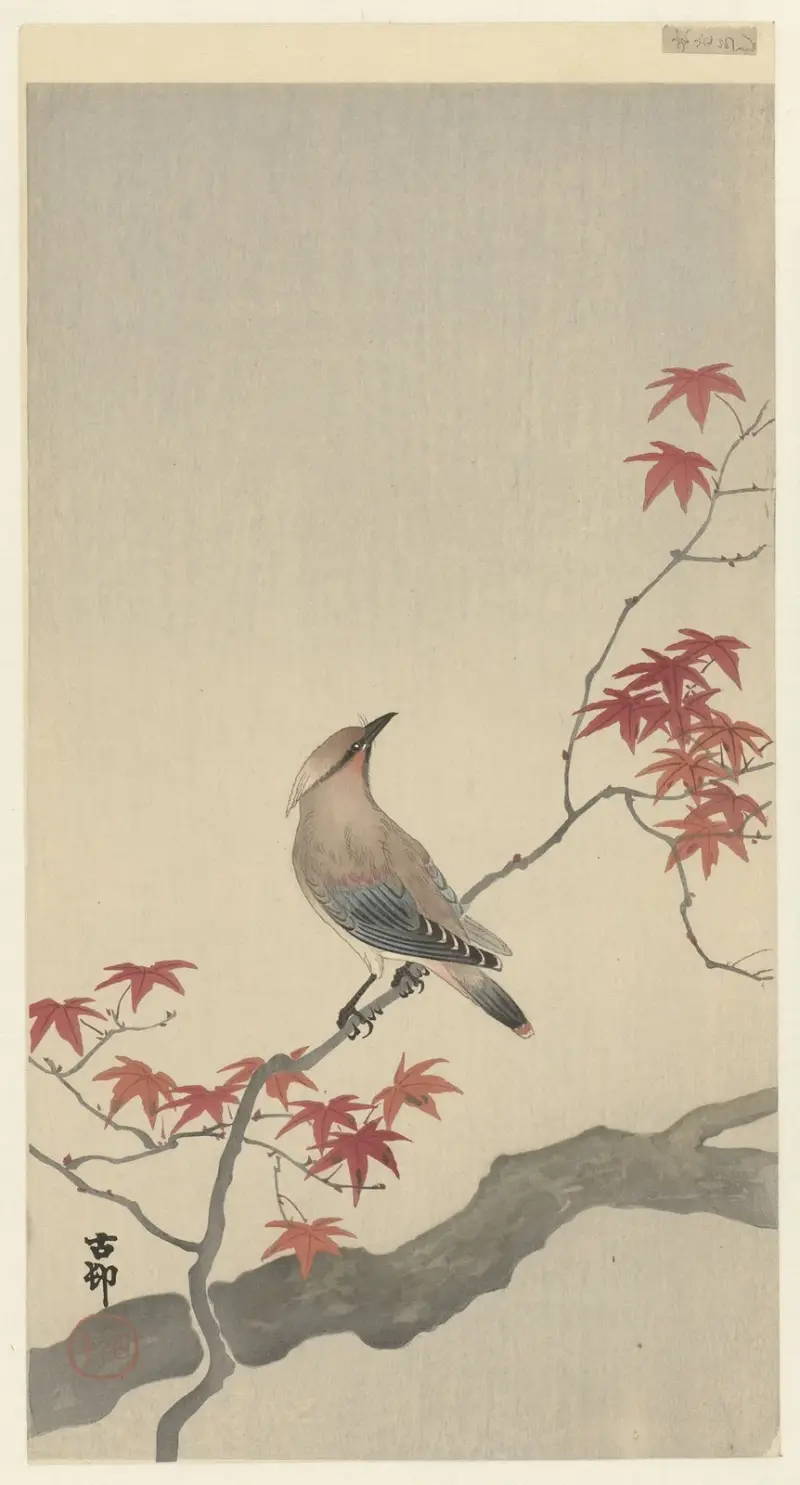 Japanischer Seidenschwanz auf Ahorn von Ohara Koson