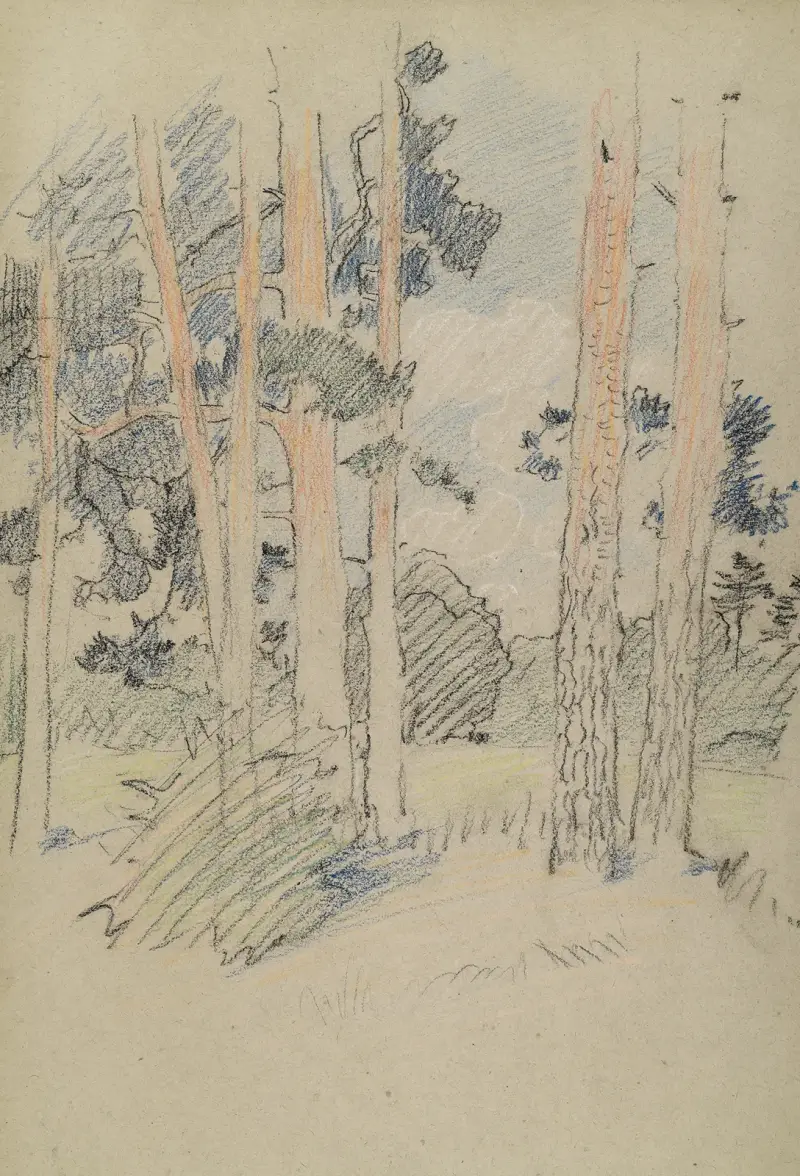 Naturstudie mit Kiefern av Otto Eckmann